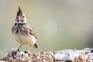 Lark: Thekla Lark (Galerida theklae) on rock, Hoces del