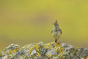 Galerida: Thekla Lark - singing