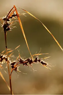 Joanna Van Gruisen: THEMEDA GRASS