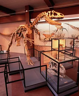 Allosaurus: Theropod Dinosaur