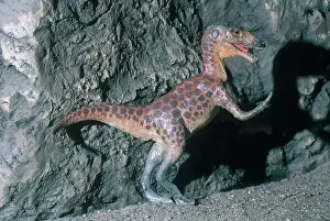 Theropoda: Theropod Dinosaur