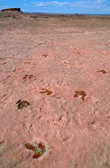 Theropods: Theropods Dinosaur Footprints - lower Jurassic