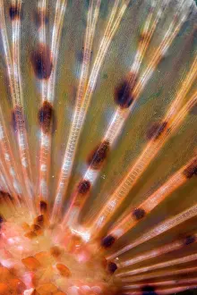 Scrofa: detail of thetail of a great rockfish, Scorpaena scrofa, Ver
