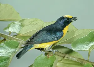 Euphonia: Thick-billed Euphonia