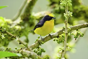 Euphonia: Thick-billed Euphonia