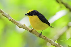 Euphonia: Thick-billed Euphonia