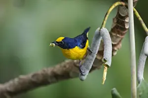 Panama: Thick-billed Euphonia (Euphonia laniirostris), feeding
