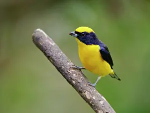 Euphonia: Thick Billed Euphonia Euphonia laniirostris Ecua