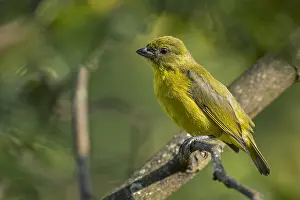 Euphonia: Thick-billed Euphonia (Euphonia laniirostris) juvenile