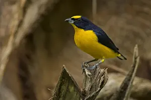 Euphonia: Thick-billed Euphonia (Euphonia laniirostris) Rio