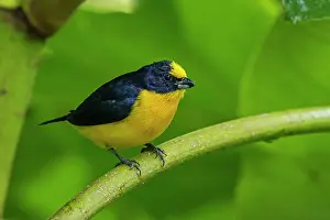 Euphonia: Thick-billed Euphonia, male, Cueva de los Guacharos