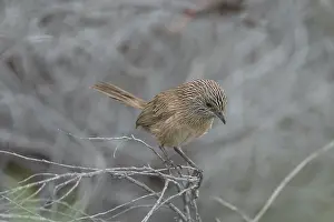 Textilis: Thick-billed Grasswren