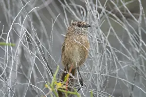 Textilis: Thick-billed Grasswren. Formerly Western Grasswren
