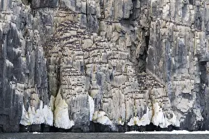 Norwegian: Thick-billed guillemot (Uria lomvia) on breeding rocks