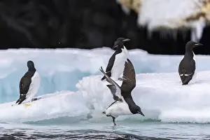 Norwegian: Thick-billed guillemot (Uria lomvia) on an ice floe