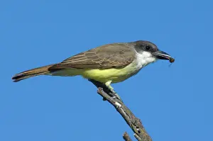 Tyrannus: Thick-billed Kingbird (Tyrannus crassirostris)