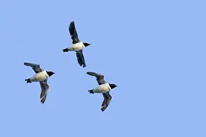 Lomvia: Thick-billed Murre / Brunnich's Guillemot