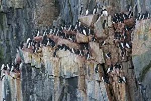 Lomvia: Thick-billed Murre / Brunnich's Guillemot