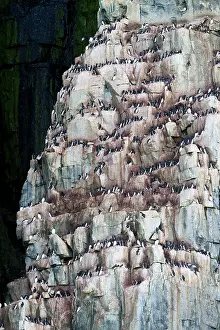 Murre: Thick-billed Murre / Brunnich's Guillemot