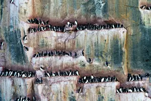 Murre: Thick-billed Murre / Brunnich's Guillemot