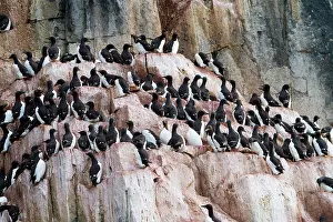 Murre: Thick-billed Murre / Brunnich's Guillemot