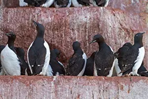 Murre: Thick-billed Murre / Brunnich's Guillemot