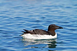 Murre: Thick-billed Murre / Brunnich's Guillemot