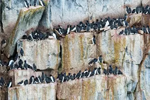 Murre: Thick-billed murre (Uria lomvia) or guillemot colony