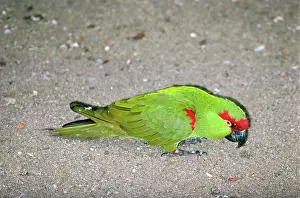 Pachyrhyncha: Thick-billed Parrot