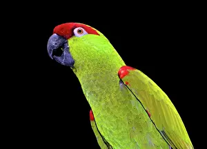 Pachyrhyncha: Thick-billed Parrot