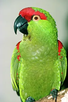 Pachyrhyncha: Thick-billed Parrot
