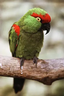 Pachyrhyncha: Thick-billed Parrot