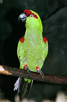 Pachyrhyncha: Thick-billed Parrot - perched on branch
