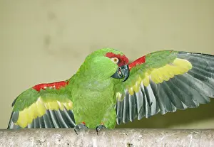 Pachyrhyncha: Thick-Billed PARROT - Wings Outstretched