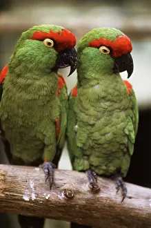 Pachyrhyncha: Thick-billed Parrots
