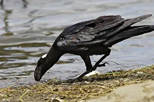 Crassirostris: Thick-billed Raven