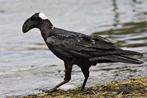 Crassirostris: Thick-billed Raven