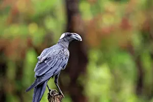 Crassirostris: Thick-billed Raven