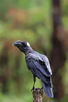 Crassirostris: Thick-billed Raven
