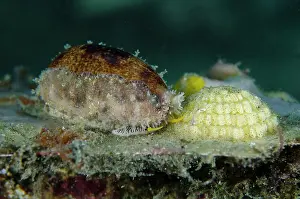 Moluccas: Thick-edged Cowrie with eggs