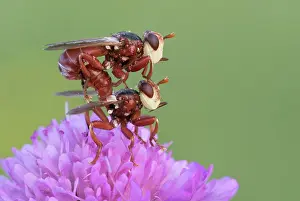 Croatia: Two Thick-headed flies (Conopidae) mate on one flower