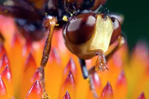 Ferrugineus: Thick-headed Fly