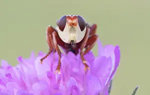 Croatia: Thick-headed fly (Conopidae) sitting on a flower