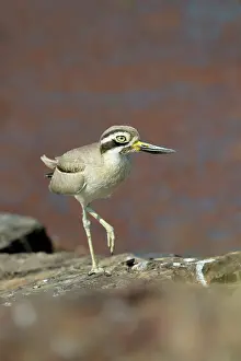 Lifting: Thick-knee