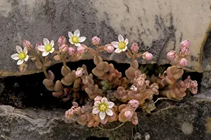 Sedum: Thick-leaved stonecrop