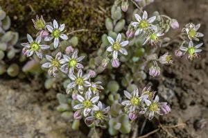Bob Gibbons: Thick-leaved Stonecrop, Sedum dasyphyllum, in fl