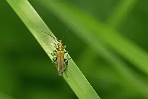 Nobilis: Thick-legged Flower Beetle