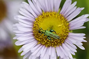 Nobilis: Thick-legged Flower Beetle - on Erigeron Daisy Flower