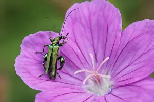 Nobilis: Thick-legged Flower Beetle - on Geranium flower