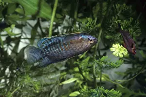 Colisa: Thick lipped Gourami
